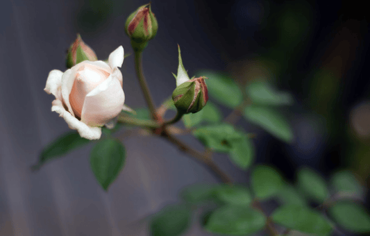 Why Beauty Isn’t Shallow - GoodKind